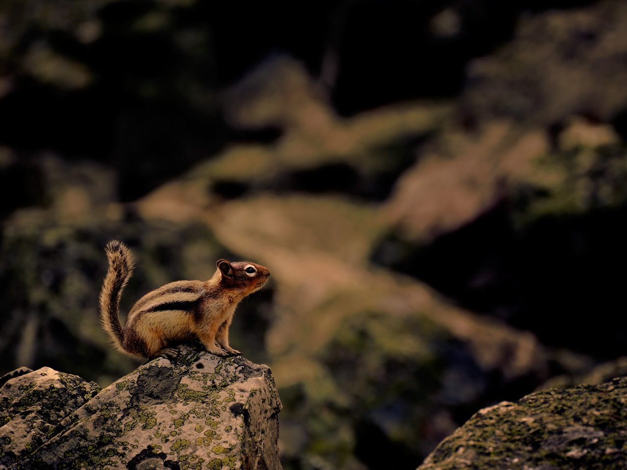 How to Catch a Chipmunk