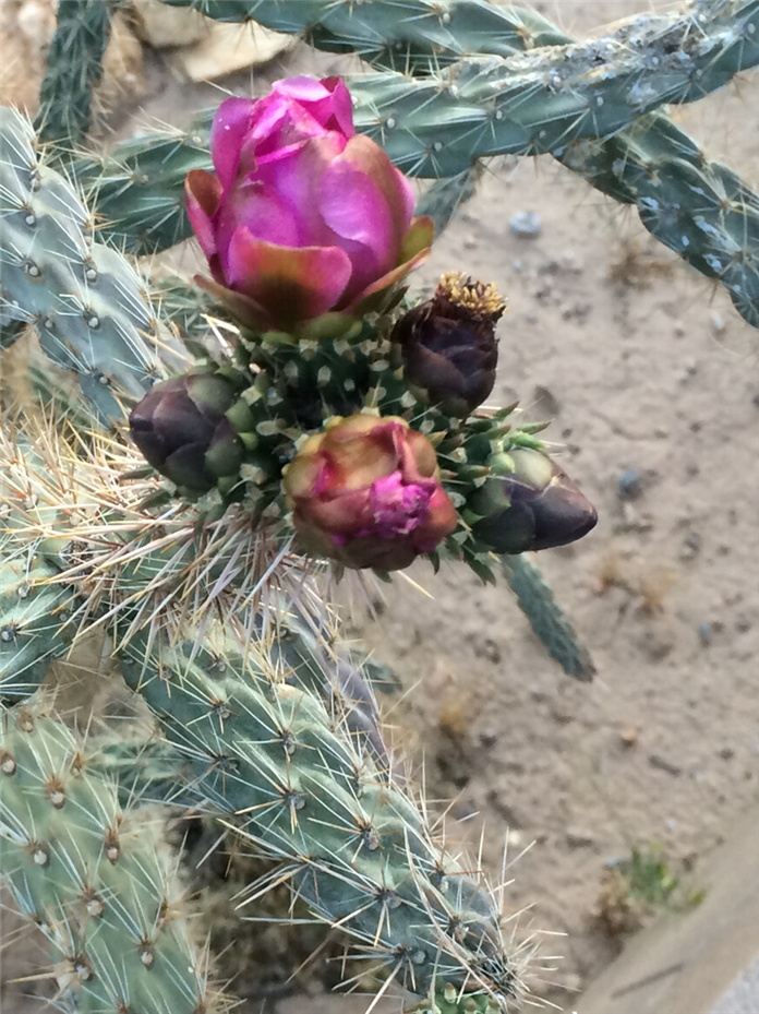 Is Christmas Cactus Poisonous