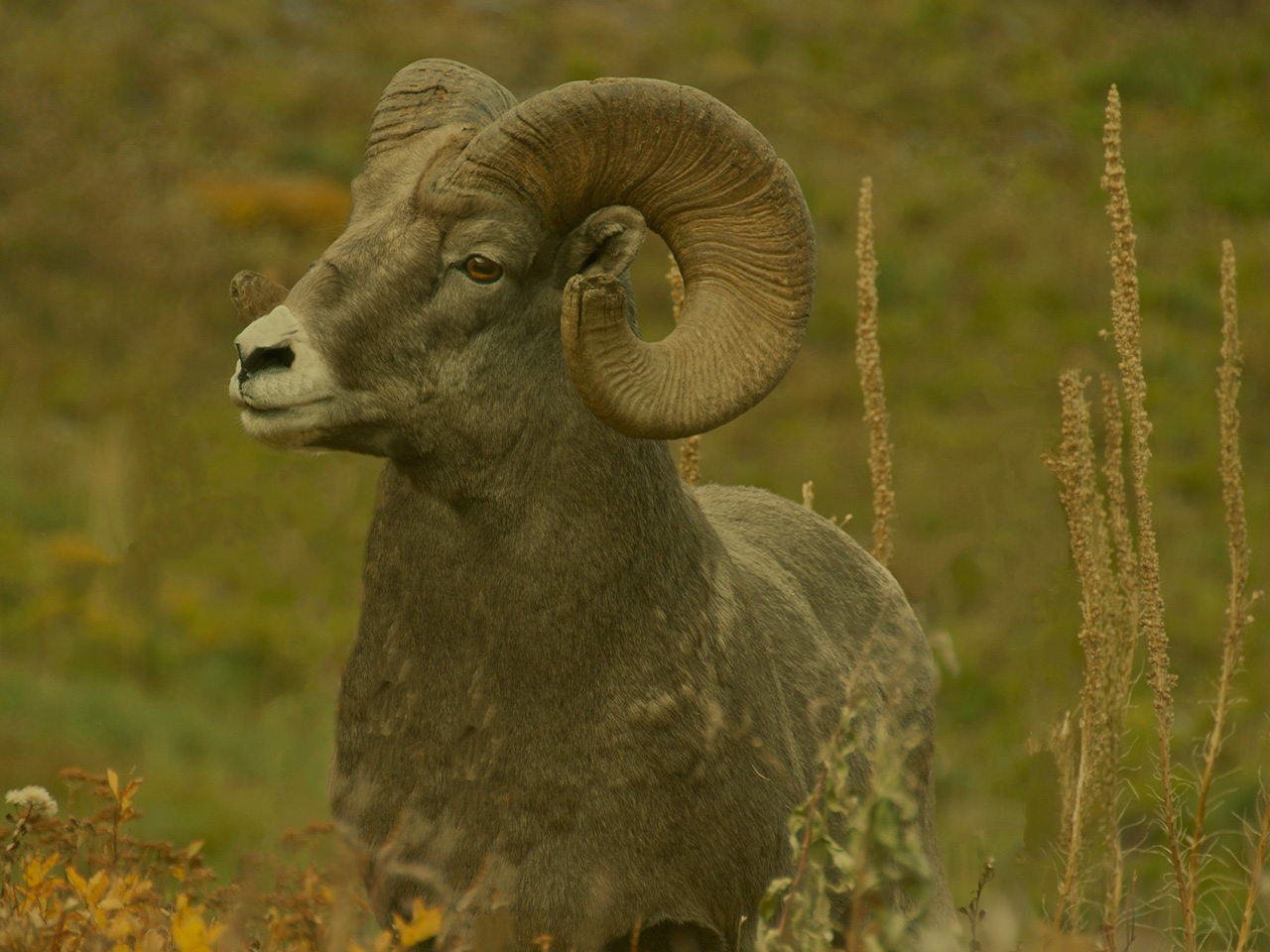 Facts About Desert Bighorn Sheep