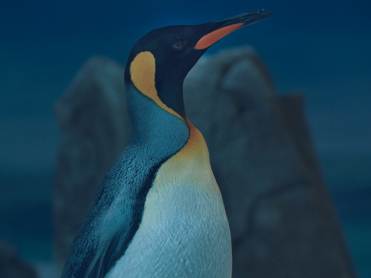 Emperor Penguin Adaptations