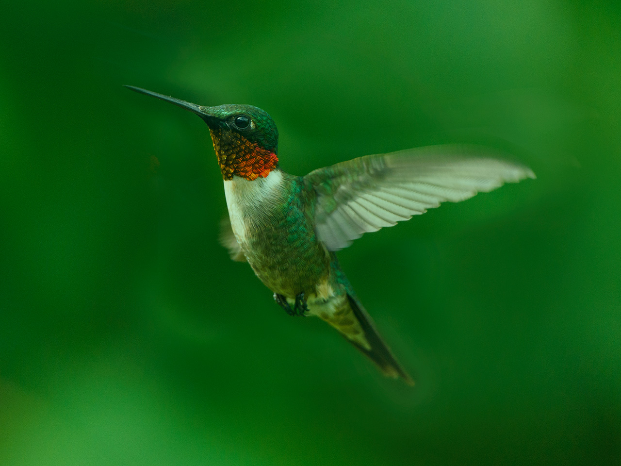 ruby-throated-hummingbird-facts